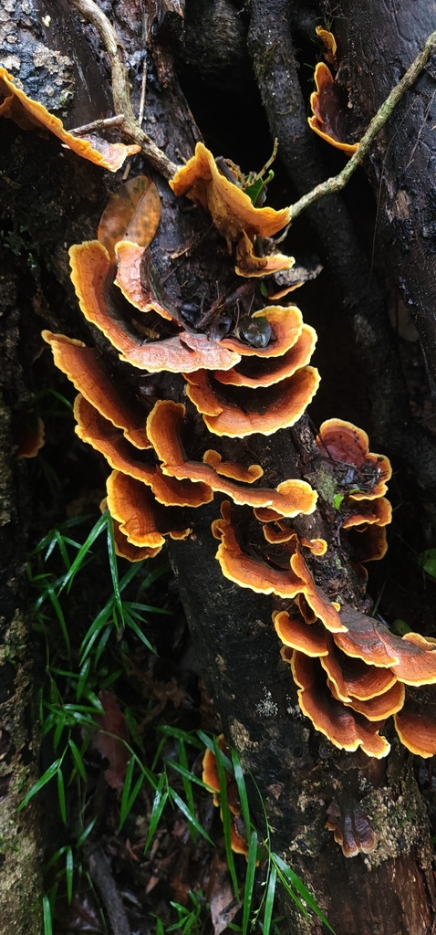 False Turkey Tail From Bunya Mountains QLD 4405 Australia On April 7