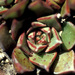 Echeveria longissima aztatlensis - Photo (c) carlosmartorell69, όλα τα δικαιώματα διατηρούνται, uploaded by carlosmartorell69