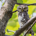 Little Owls and Allies - Photo (c) Aman Gujar, all rights reserved, uploaded by Aman Gujar