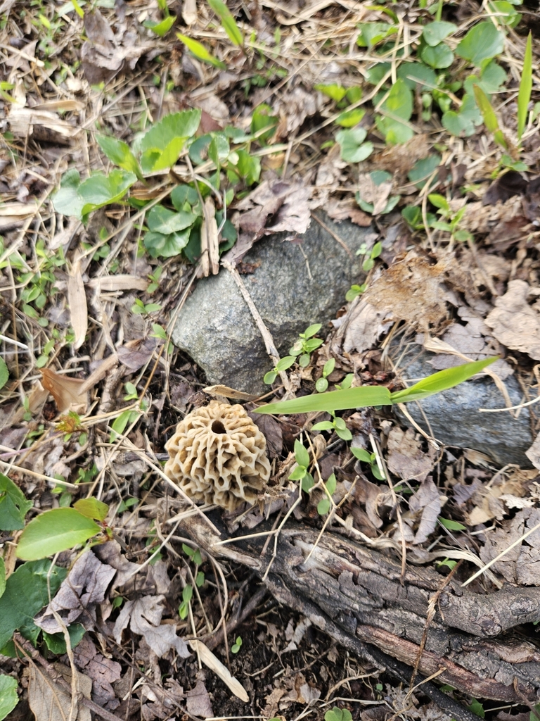 White Morel From Rockville MD 20852 USA On April 8 2024 At 04 41 PM