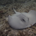Caribbean Whiptail Stingray - Photo (c) Christian Amador Da Silva, all rights reserved, uploaded by Christian Amador Da Silva