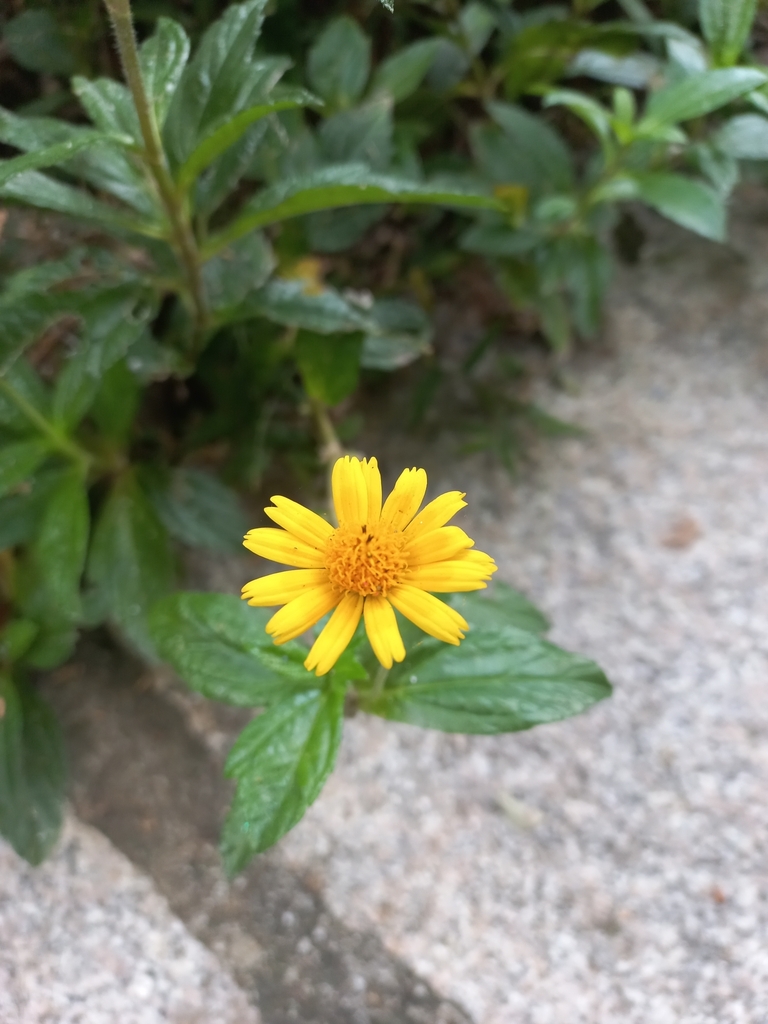 Trailing Daisy From Agronomia Porto Alegre Rs Brasil On April