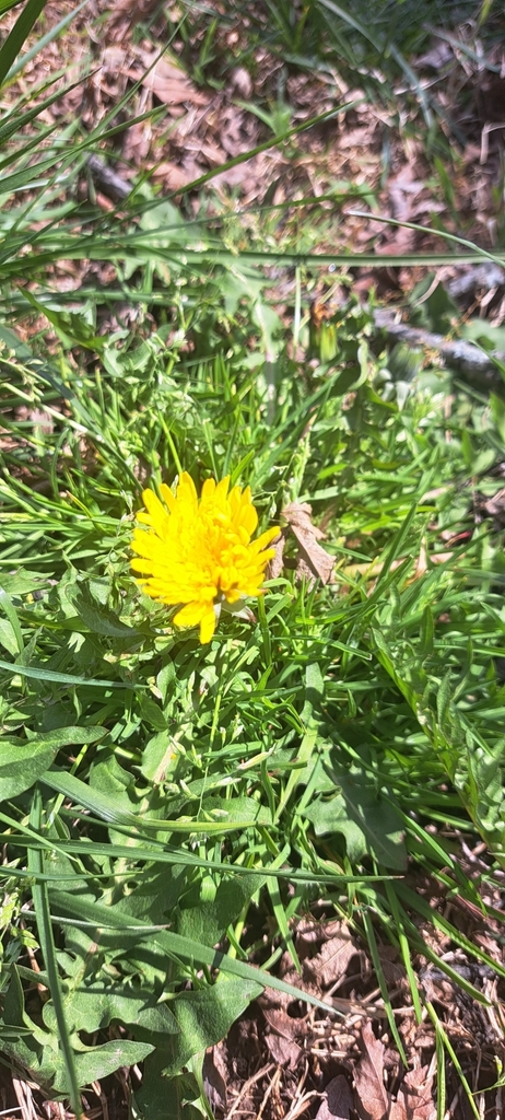 Common Dandelion From Loyola Notre Dame Baltimore Md Usa On April