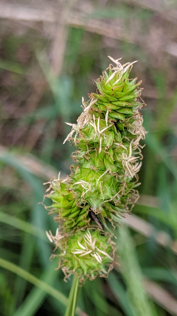 Muhlenberg S Sedge From Deponie Dr Raleigh Nc Usa On