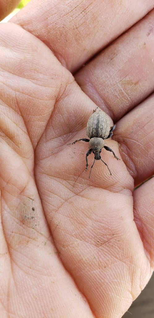 Alfalfa Snout Beetle From S Doststeiermark At St At On April