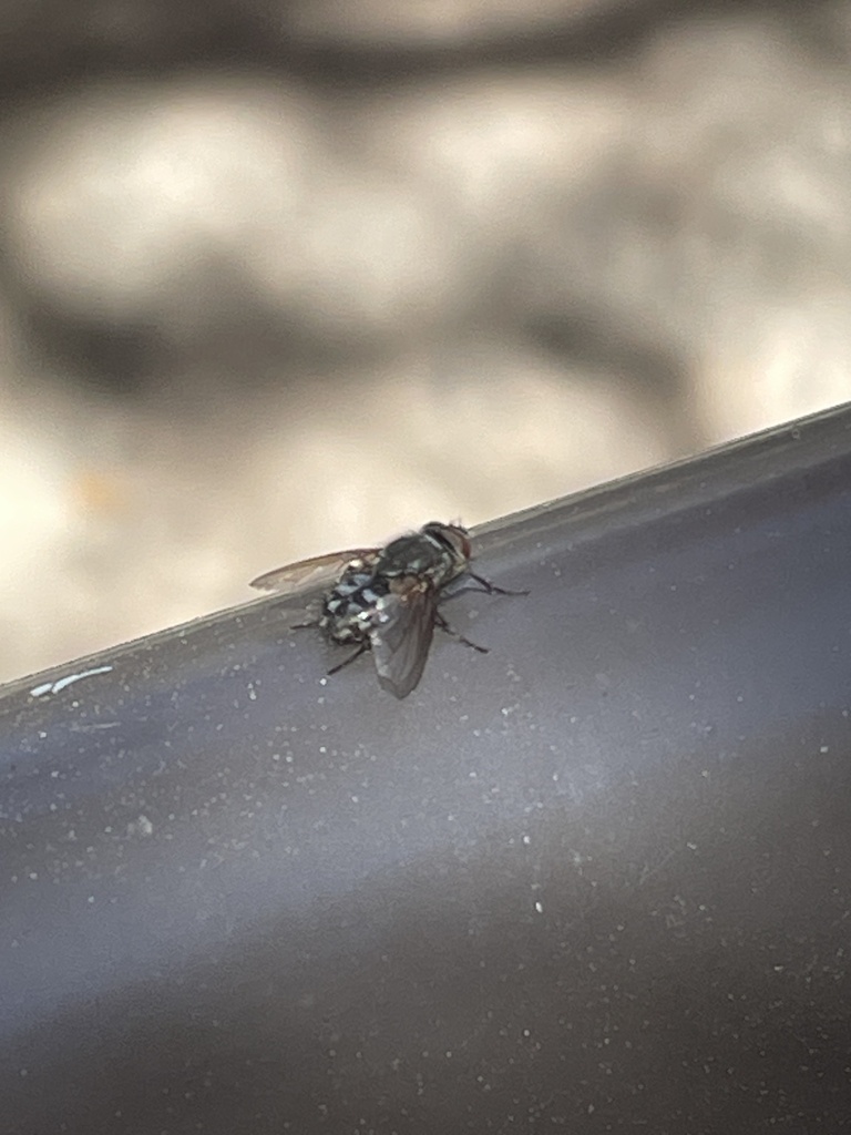 Orange Bearded Bluebottle Fly From University Of California Riverside