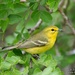 Vitelline Warbler - Photo (c) Judd Patterson, all rights reserved, uploaded by Judd Patterson