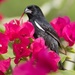 Grand Cayman Bullfinch - Photo (c) Judd Patterson, all rights reserved, uploaded by Judd Patterson