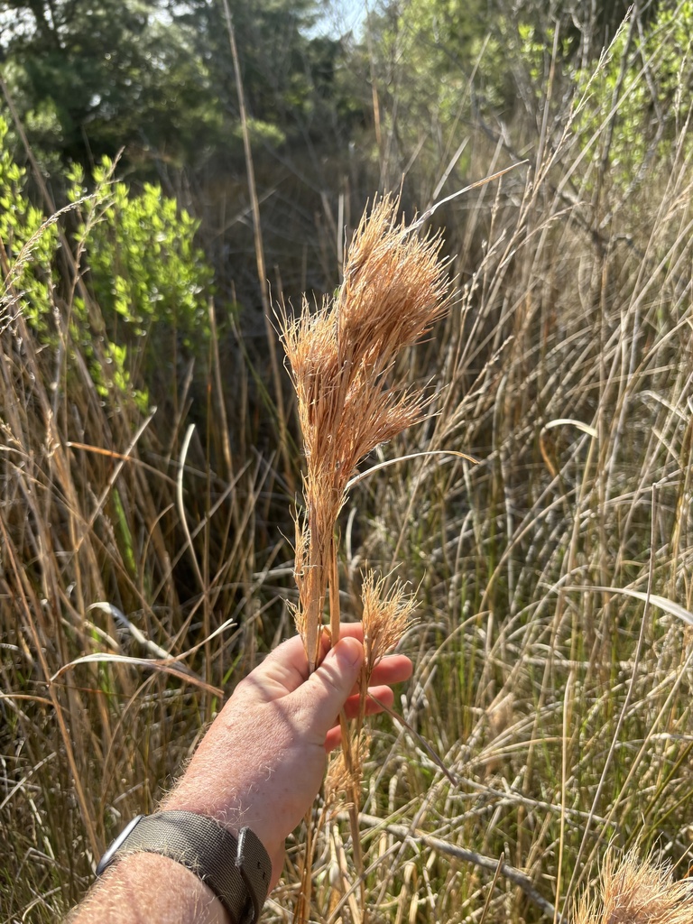 Maritime Bluestem From Pleasure House Point Natural Area Virginia