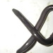 Caecilia nigricans - Photo (c) gregor, all rights reserved