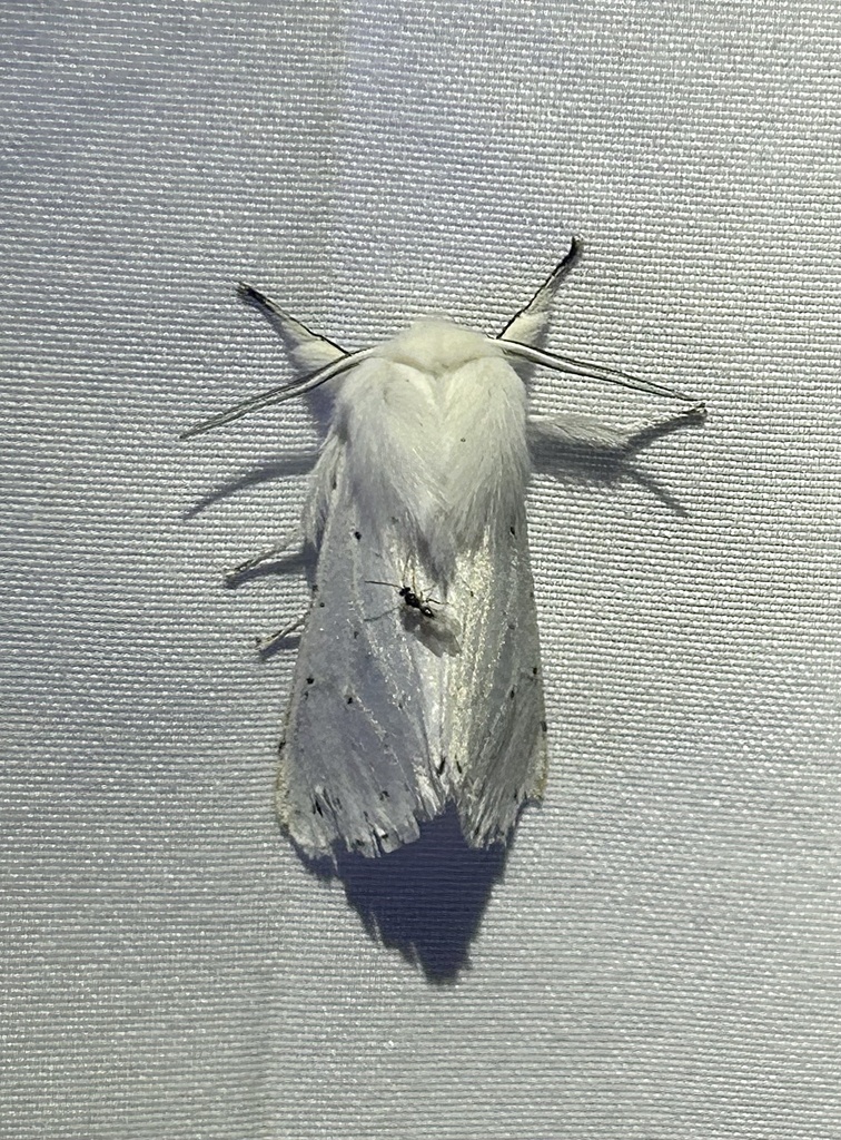 Vestal Tiger Moth From Buena Vista Way Berkeley CA US On April 17