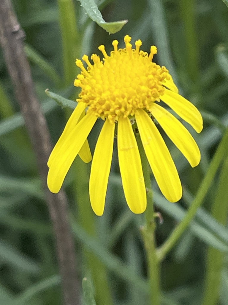 Narrow Leaved Ragwort From Parc Natural I Reserva De La Biosfera Del