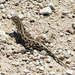 Spot-tailed Earless Lizard - Photo (c) Mike Duran, all rights reserved, uploaded by Mike Duran