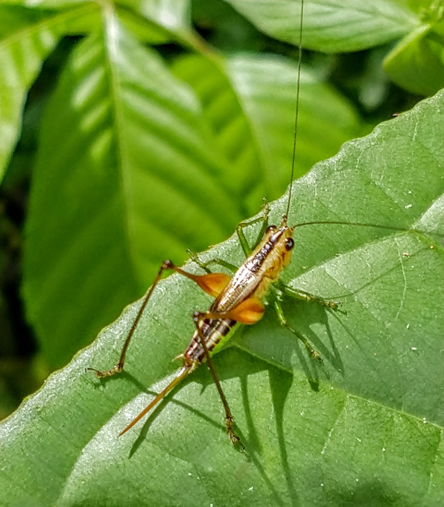 Lesser Meadow Katydids From Estr Dias Martins Ch Cara Ip Rio