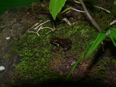 Small