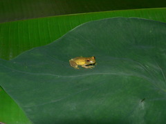 Small