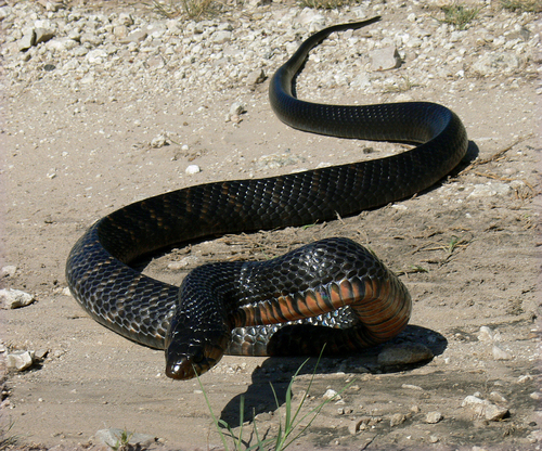 texas indigo snake