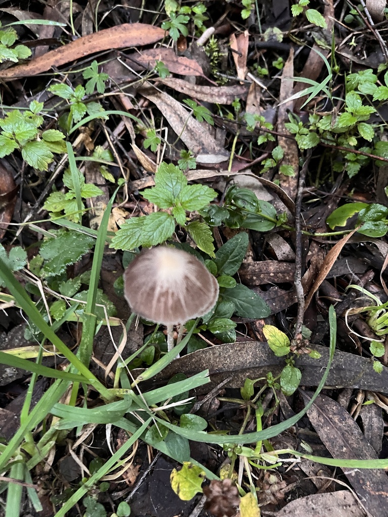 Common Gilled Mushrooms And Allies From Dandenong Ranges National Park