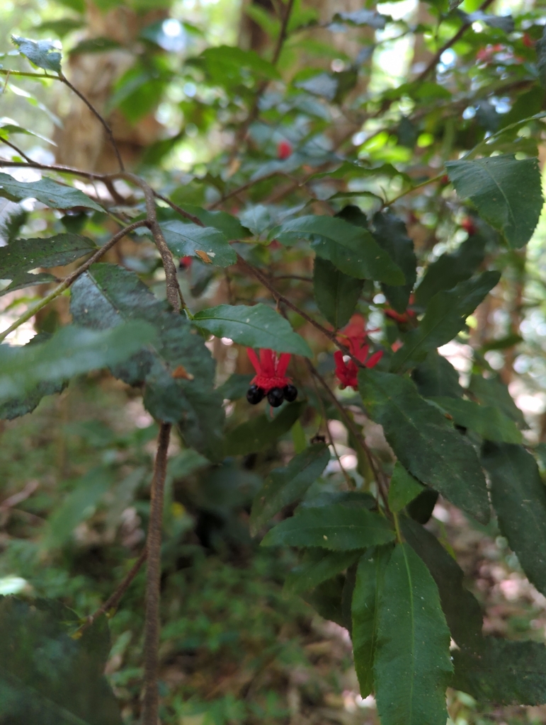 Small Leaved Plane From Boat Harbour Nsw Australia On December