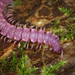 Flat-backed Millipedes - Photo (c) Trent Pearce, all rights reserved, uploaded by Trent Pearce