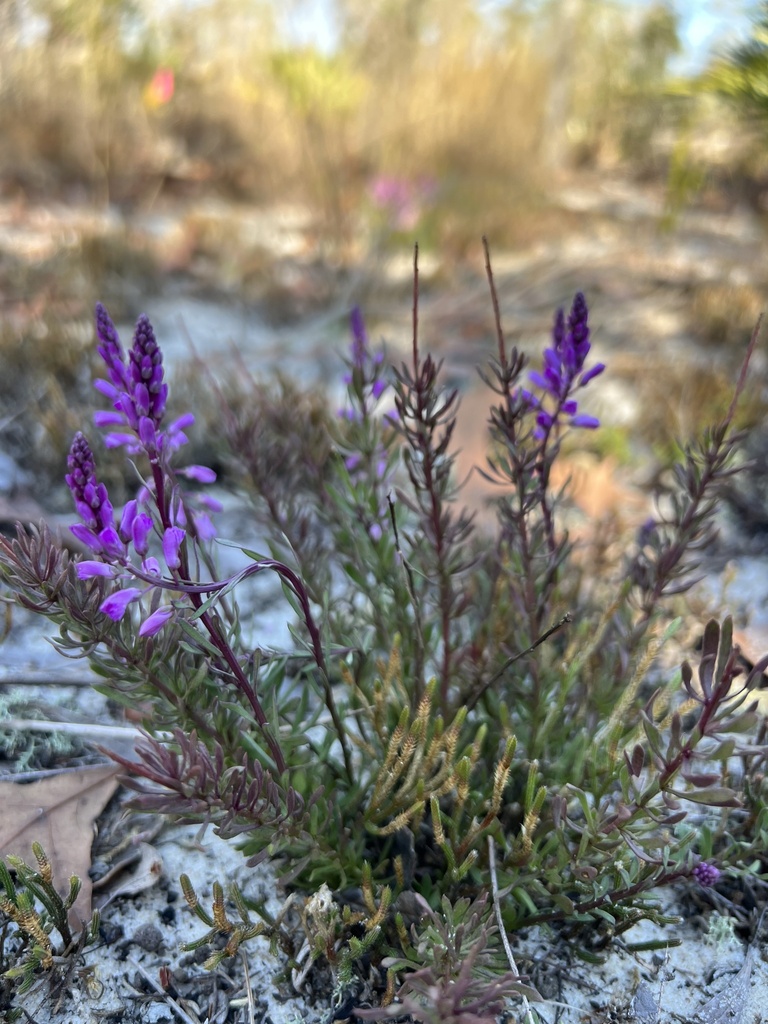 Lewton S Milkwort In February By Sierra Schaefer Inaturalist