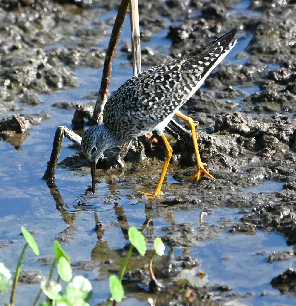 Lesser Yellowlegs From Palm Beach County Fl Usa On April At