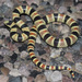 Resplendent Desert Shovel-Nosed Snake - Photo (c) Cody Hough, all rights reserved, uploaded by Cody Hough