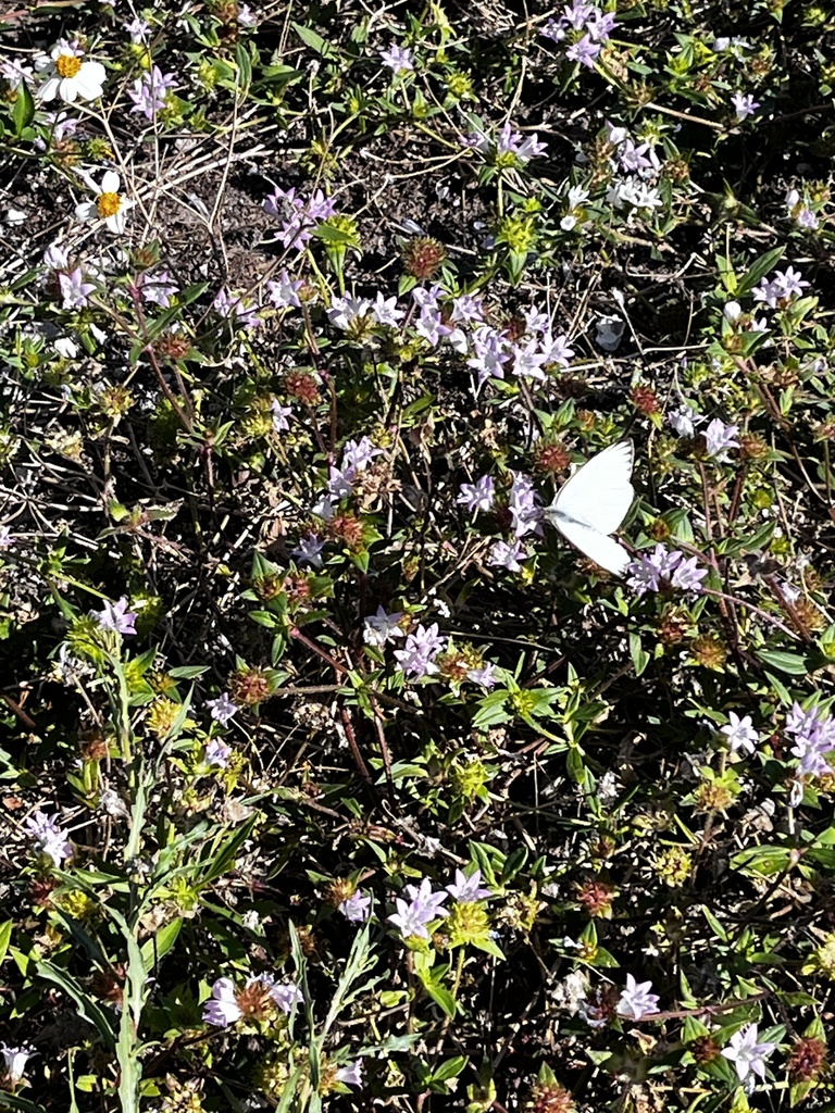 Largeflower Mexican Clover From Th St Nw Bradenton Fl Us On April