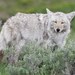 Mountain Coyote - Photo (c) Andrew Block, all rights reserved