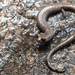 Tehachapi Slender Salamander - Photo (c) Ben Witzke, all rights reserved, uploaded by Ben Witzke