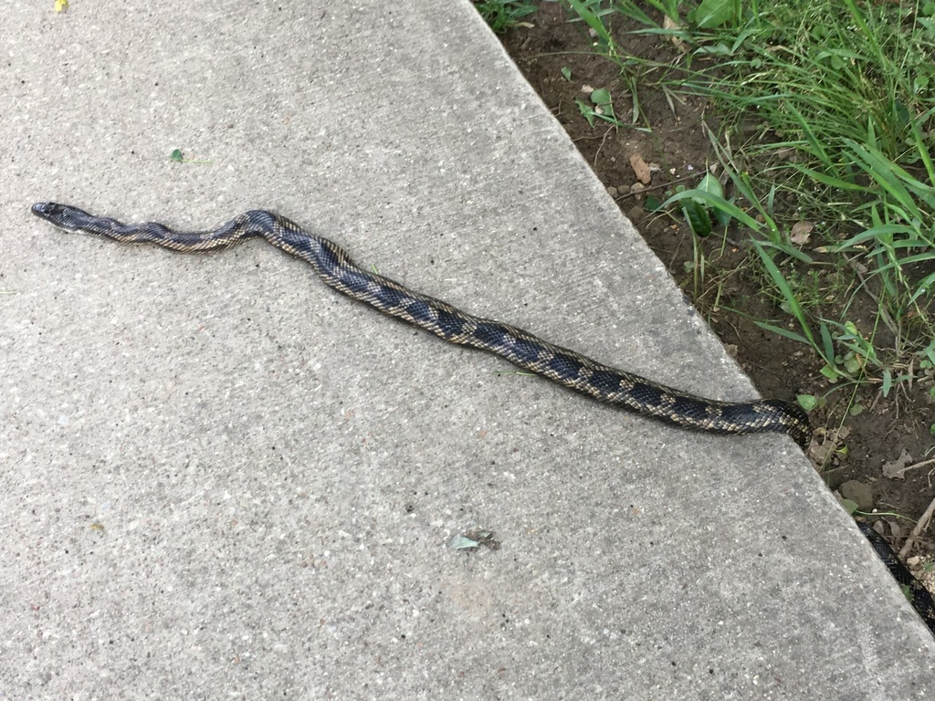 Western Ratsnake From Weatherford TX USA On April 26 2024 At 08 55