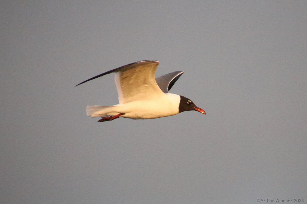 Laughing Gull From Skyway Fishing Pier State Park Fl Usa On April