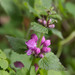 Spotted Deadnettle - Photo (c) Anne, all rights reserved