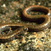 Salamandra Delgada de Hell Hollow - Photo (c) Ben Witzke, todos los derechos reservados, subido por Ben Witzke