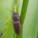 Lined Click Beetle - Photo (c) Anne, all rights reserved
