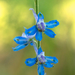 Wild Blue Larkspur - Photo (c) Eric Hunt, all rights reserved