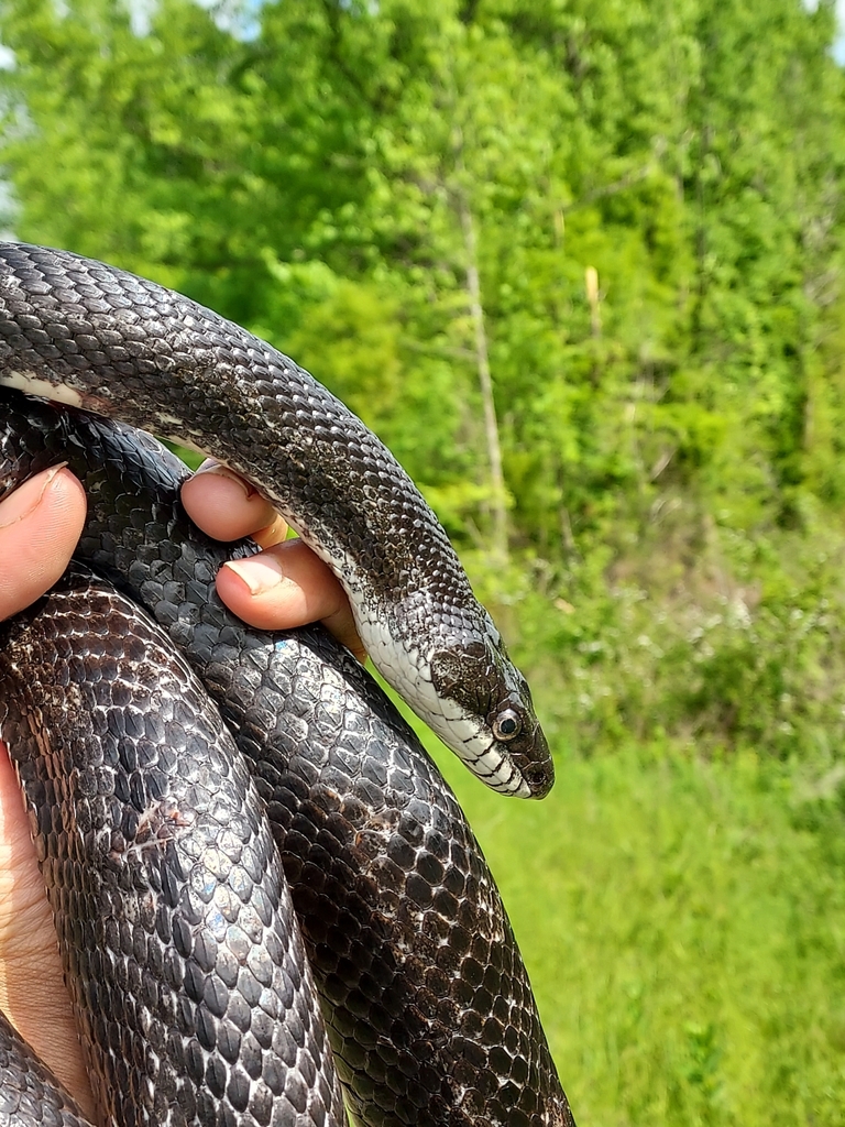 Eastern Gray Ratsnake Complex From Durham NC 27712 USA On April 27