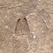 Square
