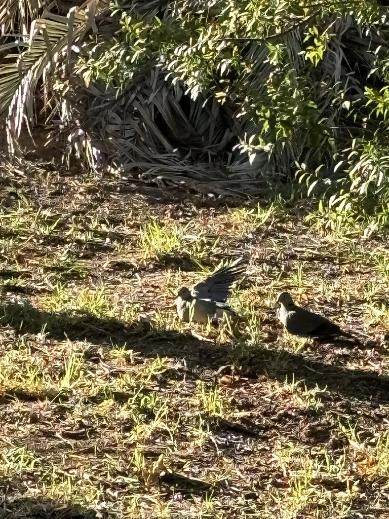 Ring Necked Dove From Friends Of Helderberg Nature Reserve Somerset