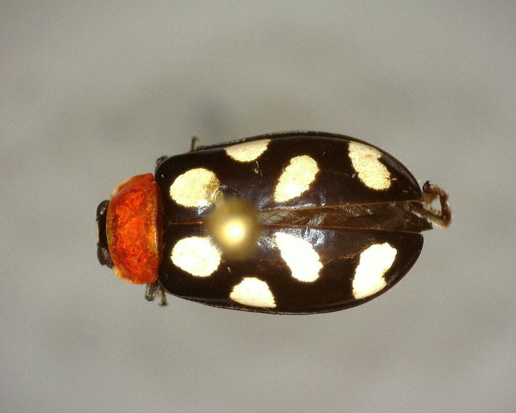 Eight Spotted Flea Beetle From Kimble County Tx Usa On June