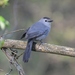 Gray Catbird - Photo (c) tapaculo99, all rights reserved