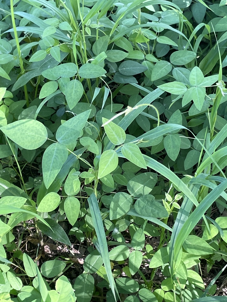 Trailing Fuzzy Bean From Constitution Rd Se Atlanta Ga Us On May