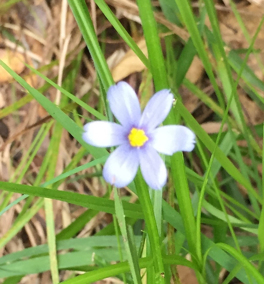 Blue Eyed Grasses From Pasadena TX USA On April 28 2019 By Plsommer