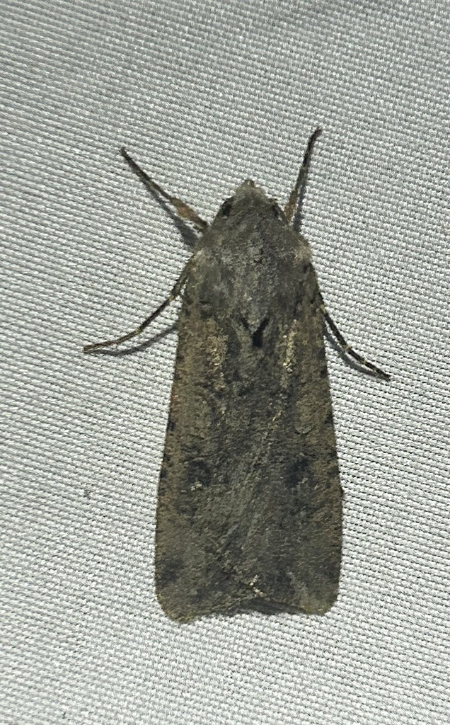 Variegated Cutworm Moth From Buena Vista Way Berkeley CA US On May 2