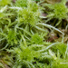 Crome Sphagnum - Photo (c) mossy, all rights reserved, uploaded by mossy