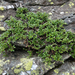 Bearberry Willow - Photo (c) Chris Rimmer, all rights reserved, uploaded by Chris Rimmer