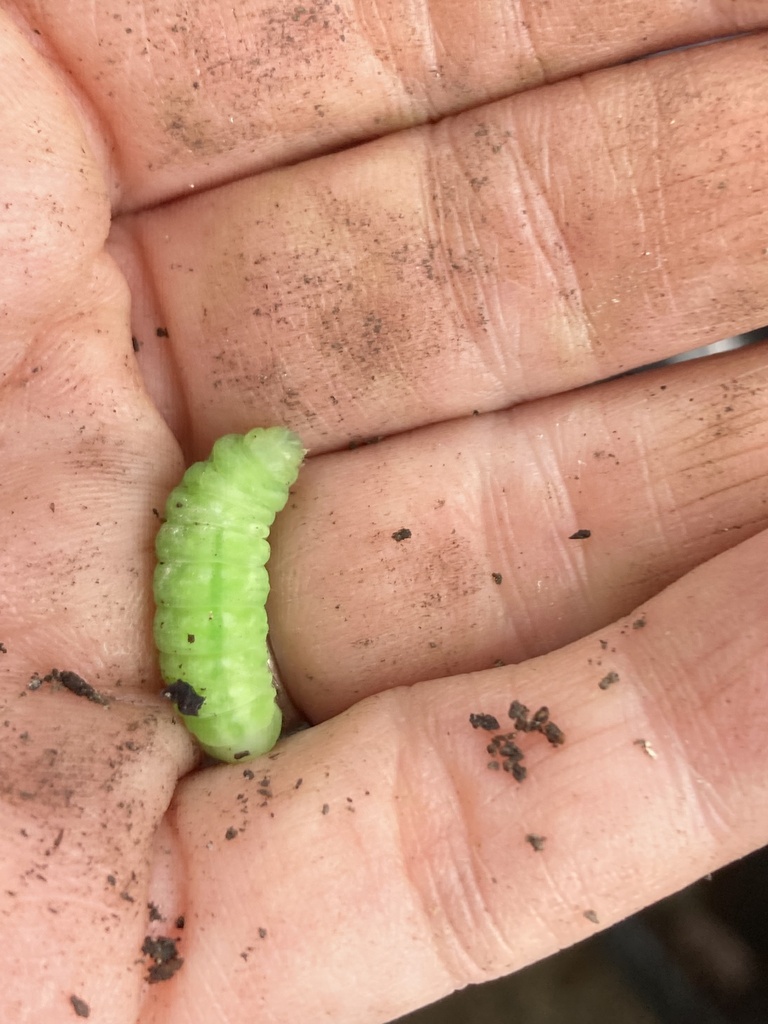 Cutworm Moths And Allies From Mardel Ave St Louis MO US On May 4