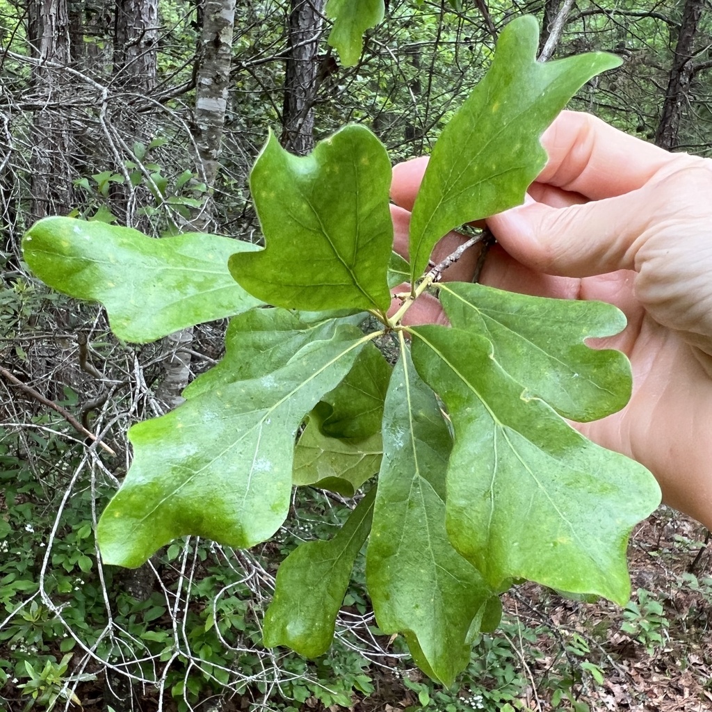 Water Oak From Mattaponi Mascot VA US On May 4 2024 At 02 37 PM By