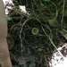 Tarzetta catinus - Photo (c) msv56, all rights reserved, uploaded by msv56
