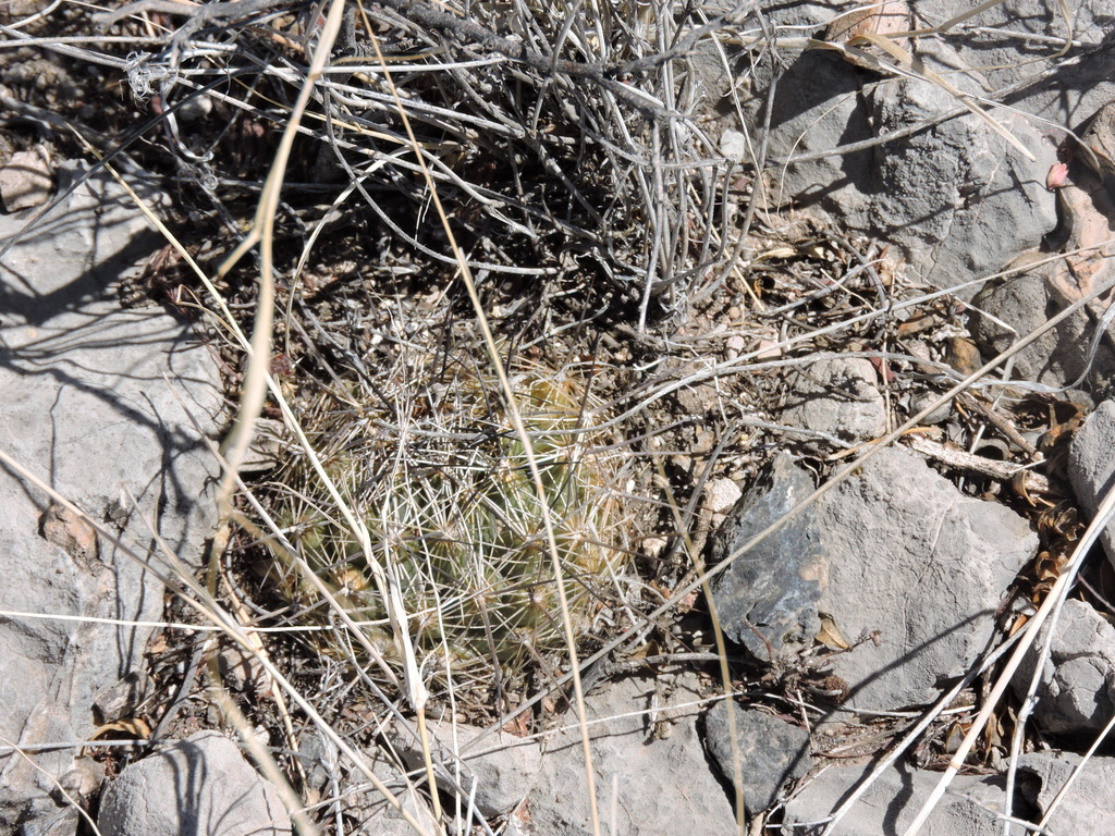 Coryphantha delaetiana from Chihuahua Chih México on April 27 2024